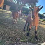 Frühstückspension Rancho Catalan 2 *