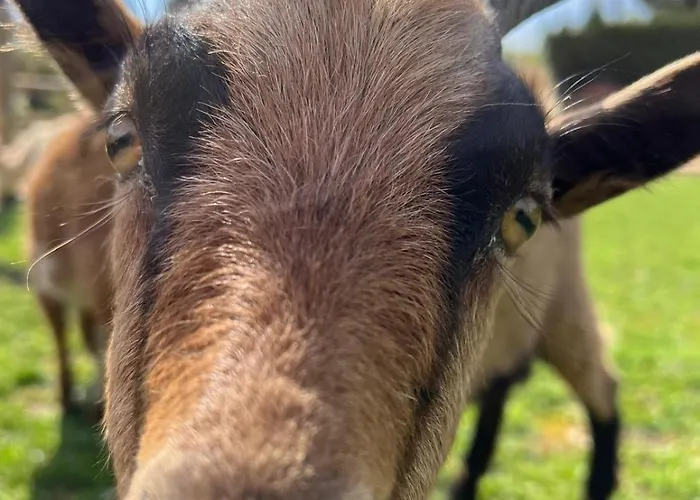 Oda ve Kahvaltı Rancho Catalan 2